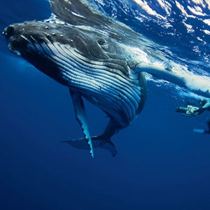 Humpback Whaltes