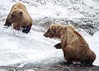 Children at play: bears frollicking in McNeil River Brown Bear Sanctuary