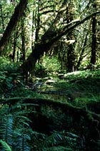 The thick foliage of Olympic National Park