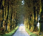 Trees lining Holte Allen near Haslev, Denmark.