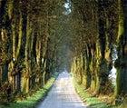 Trees lining Holte Allen near Haslev, Denmark.