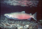 Wild File Salmon