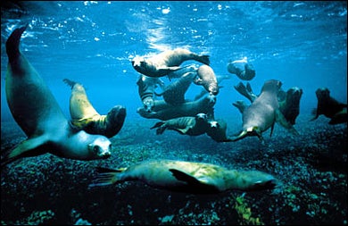 Flipping out: A seal posse off Channel Islands National Park, California