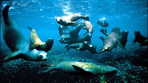 Flipping out: A seal posse off Channel Islands National Park, California