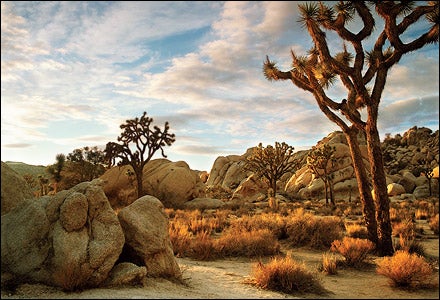 Joshua Tree National Park