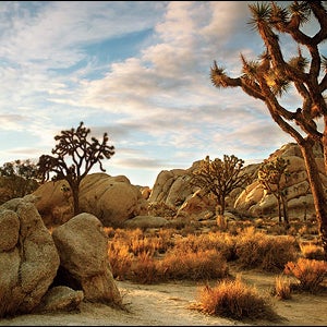 Joshua Tree National Park