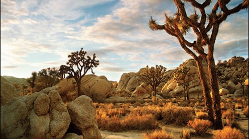 Joshua Tree National Park