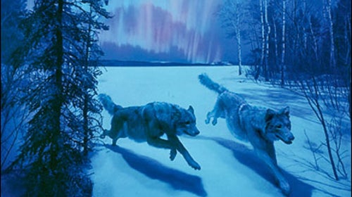 New York City Museum of Natural History