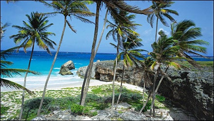 Barbados Palms