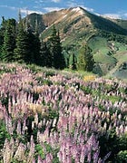 Home of the man-eating devil: Jarbidge Mountains, Nevada.