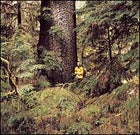 The British Columbia way: a centuries-old spruce on Moresby Island