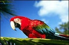 A scarlet macaw perched in the rainforests of Belize