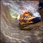 whitewater rafting shoes: Adidas Mali