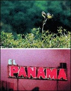 Stone's throw away: a pair of feathered Zonies; and Panama City's neon jungle.