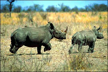 Running rhino's in South Africa's Kruger National Park