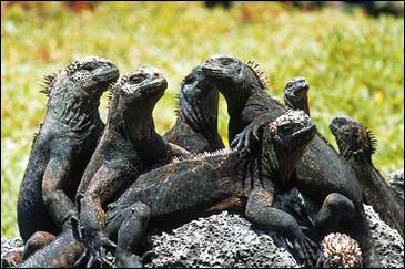 Yearbook pictures were never this good: inhabitants of the Galapagos ham for the camera and their A- outlook