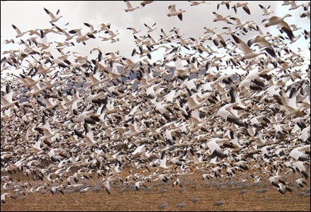 Snow geese