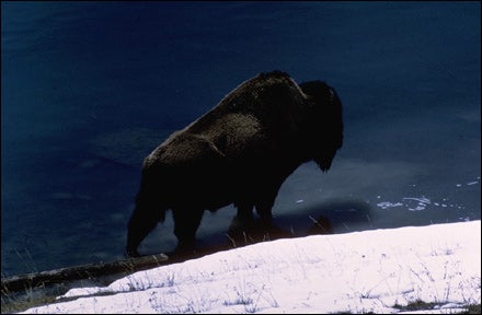 Bison in Yellowstone