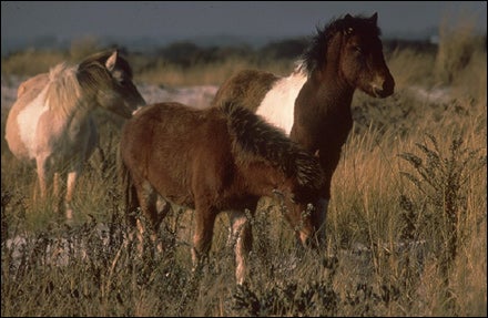 Wild horses in Assateague