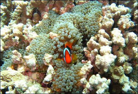 Great Barrier Reef