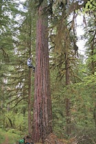 Oregon Tree Climbing