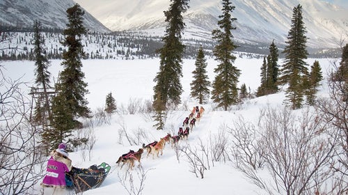 Dogsled Alaska