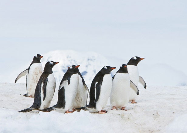 Penguins Trinity Peninsula Antarctica