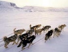 The dog days of Greenland