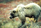 Grin and bear it: an Alaskan grizzly's smile, frozen on film