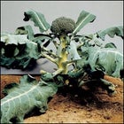 Eat your broccoli: Demand for organic products is expected to surpass $30 billion by 2007.