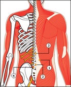 Human Back