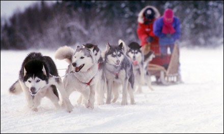 Dogsledding Boundary Waters