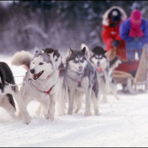 Dogsledding Boundary Waters