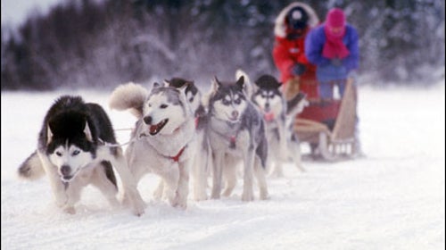Dogsledding Boundary Waters