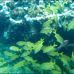 Andros Barrier Reef, Bahamas