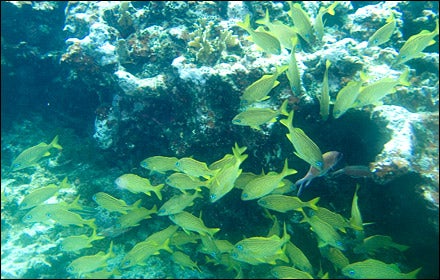 Andros Barrier Reef
