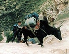 Dangerous footing: yak and porter on their way to 18,000 feet