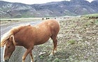 The diminutive yet durable Icelandic horse.