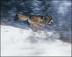 A wolf in Yellowstone National Park.