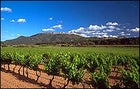 C'Est magnifique: the vineyards of Provence
