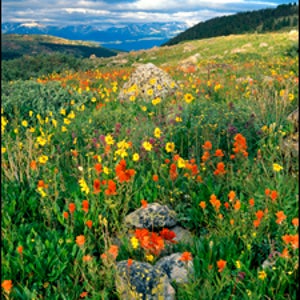 San Isabel National Forest Mosquito Range