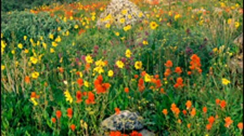 San Isabel National Forest Mosquito Range