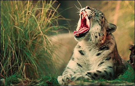 Snow leopard