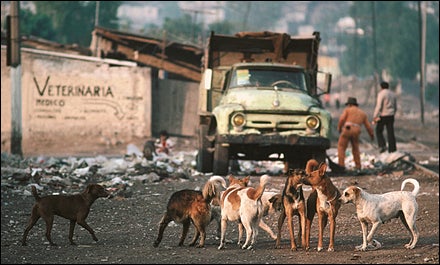 Dogs in the Street