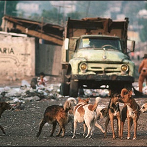 Dogs in the Street