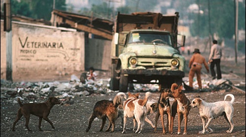 Dogs in the Street