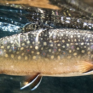 Brook Trout