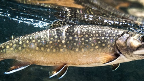 Brook Trout