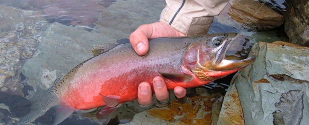 Westslope Cutthroat Trout