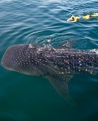 Holbox traffic